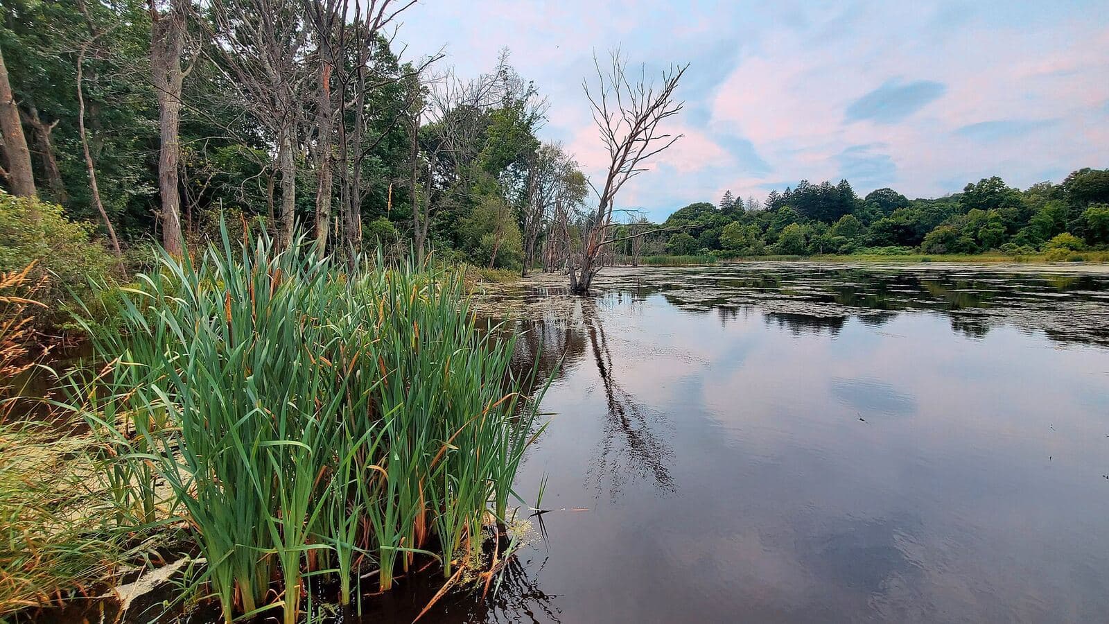A pond ringed with reeds and trees at Beaver Brook Reservation